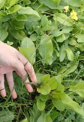 Diplotaxis tenuifolia