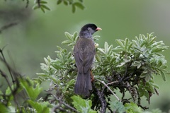 Sylvia nigricapillus