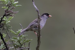 Sylvia nigricapillus