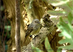 Knipolegus poecilurus