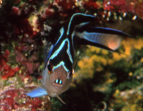 Ornate angelfish (Genicanthus bellus) — Pomacanthidae — 3