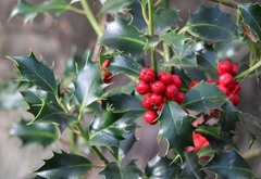 Ilex aquifolium