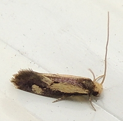 Isocorypha mediostriatella