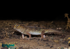 Teratoscincus bedriagai
