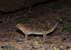 Teratoscincus bedriagai