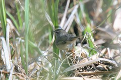 Phylloscopus fuscatus