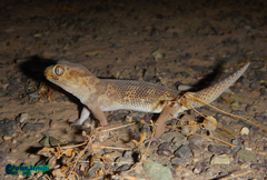 Teratoscincus bedriagai