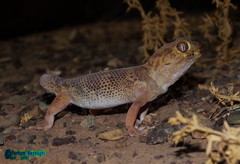 Teratoscincus bedriagai