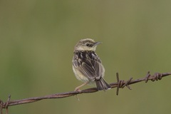 Cisticola cinnamomeus