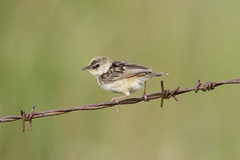 Cisticola cinnamomeus
