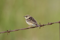 Cisticola cinnamomeus