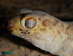 Teratoscincus bedriagai