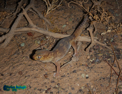 Teratoscincus bedriagai