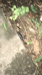 Heterometrus thorellii