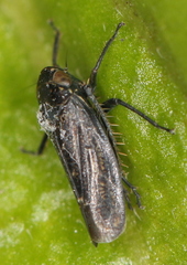 Euscelidius variegatus