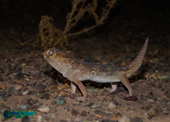 Teratoscincus bedriagai