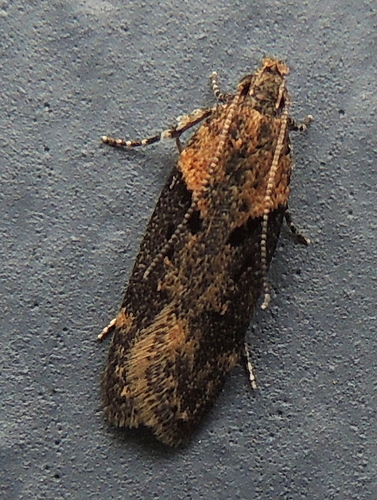 Black-smudged Chionodes Moth