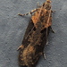 Black-smudged Chionodes Moth - Photo (c) Anita Gould, some rights reserved (CC BY-NC), uploaded by Anita