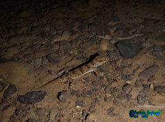 Bunopus crassicauda