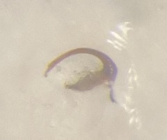 Euscelidius variegatus
