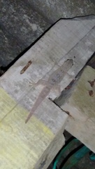 Hemidactylus platyurus