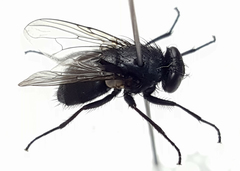 Azeliinae