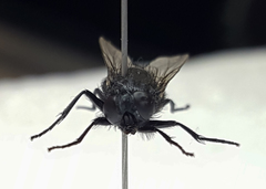 Azeliinae