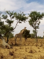 Giraffa camelopardalis peralta
