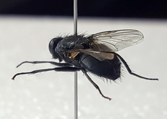 Azeliinae