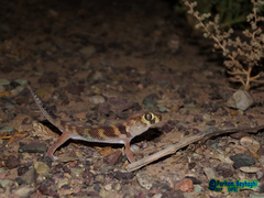 Teratoscincus bedriagai