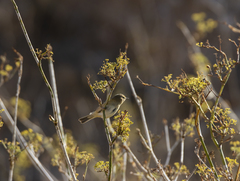 Phylloscopus collybita