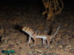 Teratoscincus bedriagai