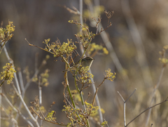 Phylloscopus collybita