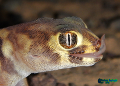 Teratoscincus bedriagai