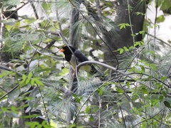 Urocissa flavirostris