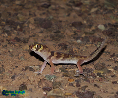 Teratoscincus bedriagai