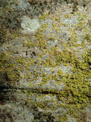 Candelariella xanthostigma