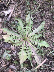 Taraxacum officinale