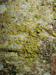 Candelariella xanthostigma