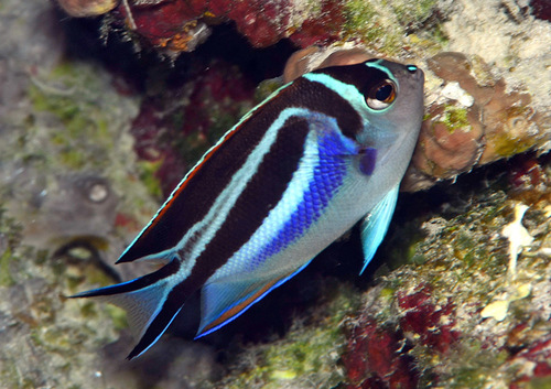 Ornate angelfish (Genicanthus bellus) — Pomacanthidae