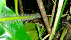 Indosylvirana nicobariensis