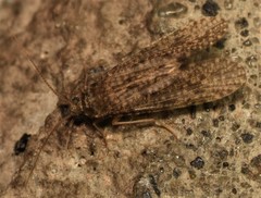 Ecnomidae