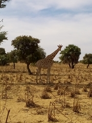 Giraffa camelopardalis peralta