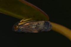 Neotartessus flavipes