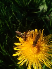 Episyrphus balteatus