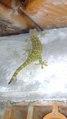 Gekko gecko
