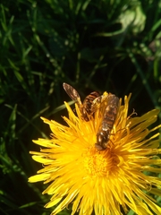 Episyrphus balteatus