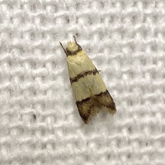 Heteroteucha translatella