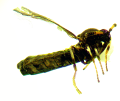 Colobostema varicorne