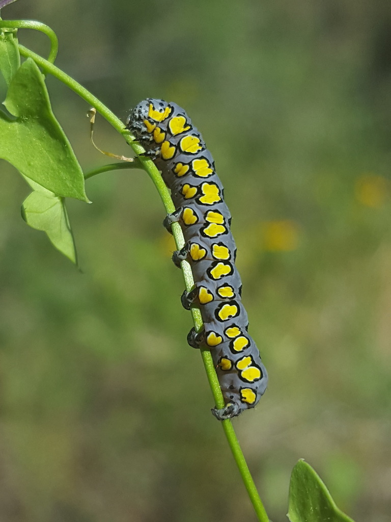 Sympistis sorapis